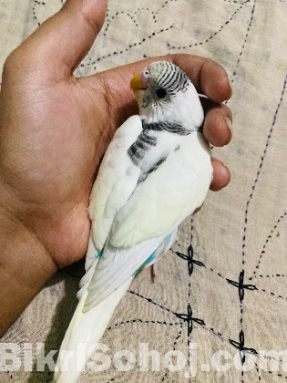 Bajrigar pakhi